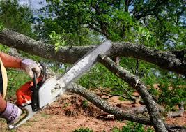 How Our Tree Care Process Works  in  Timberwood Park, TX