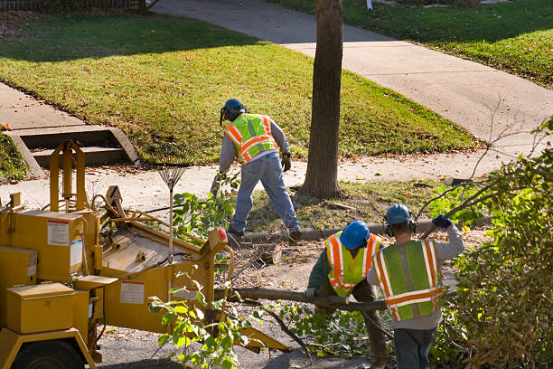 Best Fruit Tree Pruning  in Timberwood Park, TX