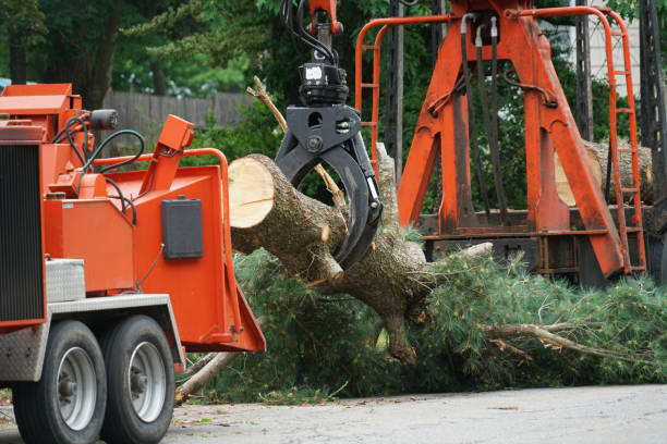 Best Commercial Tree Services  in Timberwood Park, TX