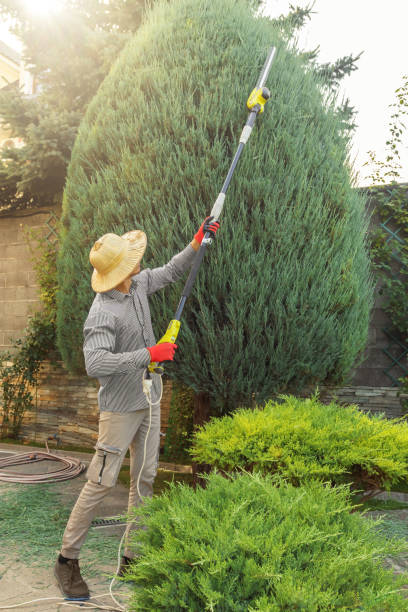 Best Tree Trimming and Pruning  in Timberwood Park, TX